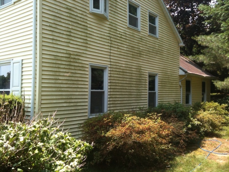 Neglected house siding showing severe algae, mildew, and staining