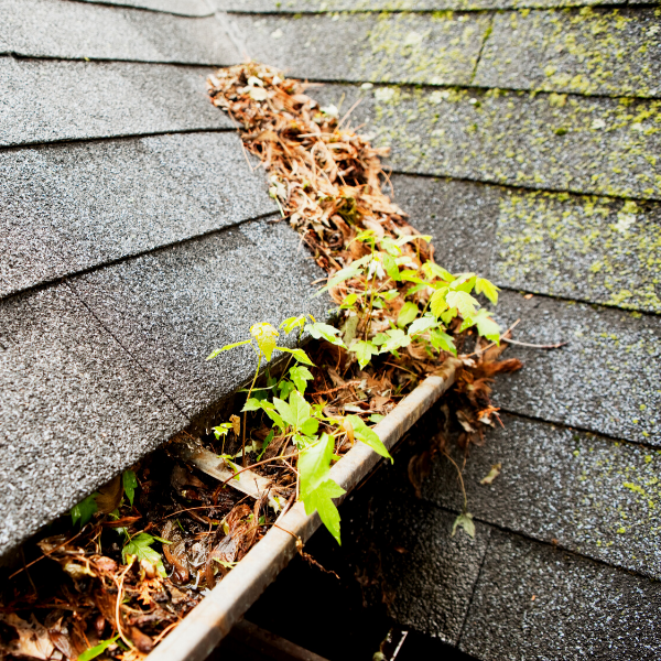 Neglected gutter filled with leaves and debris