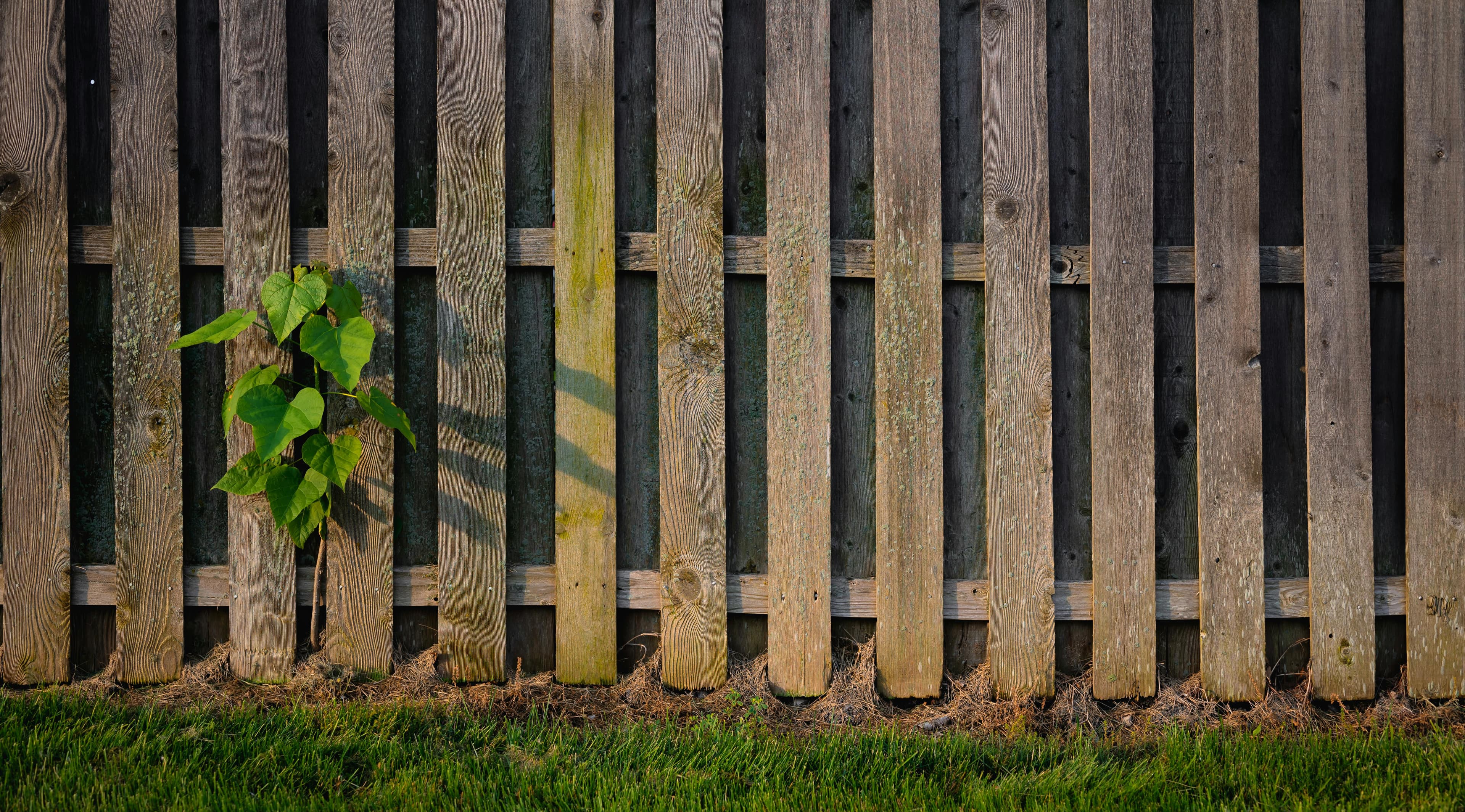 Fence covered in algae and discoloration before cleaning
