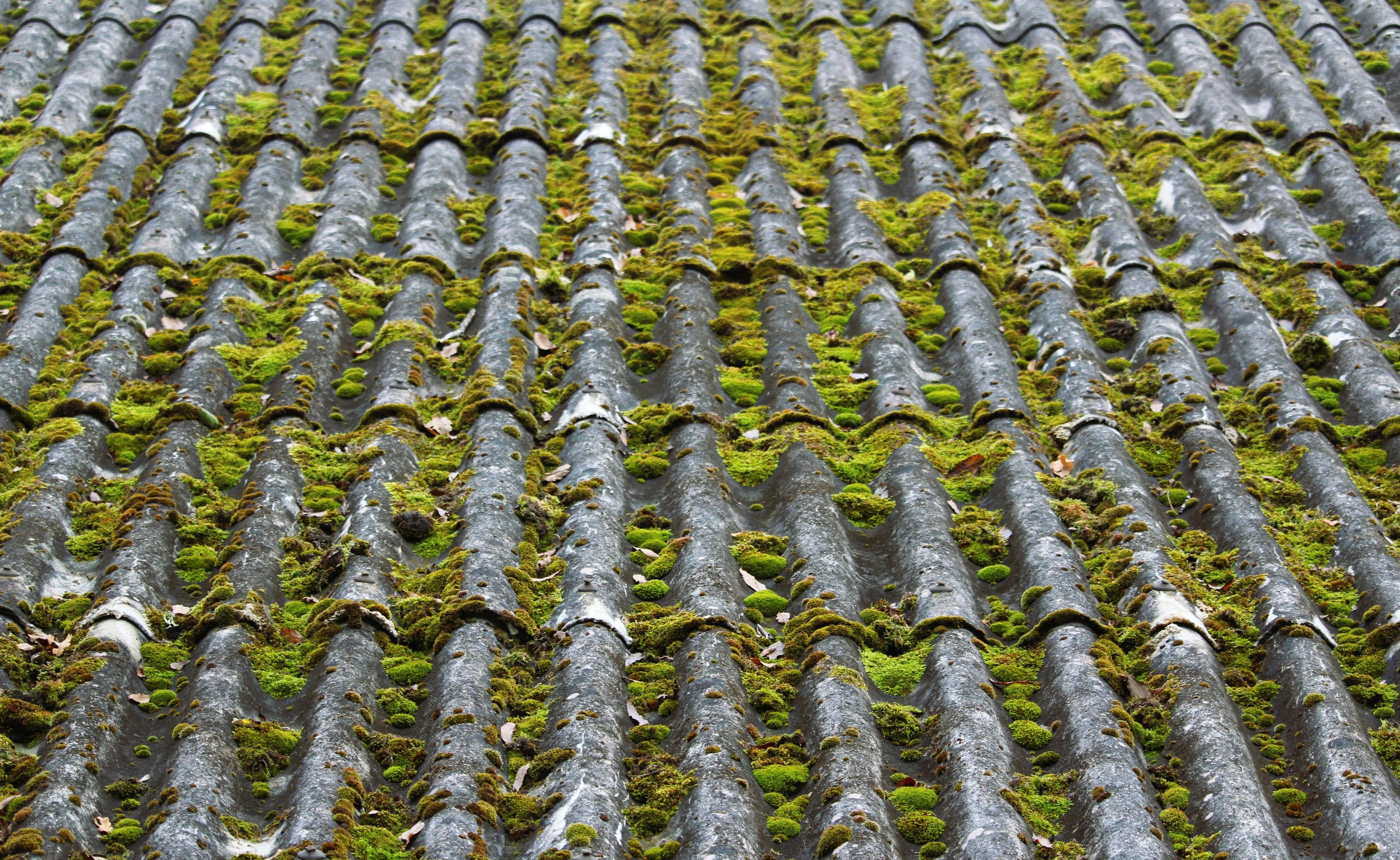Roof shingles with heavy moss growth before soft wash